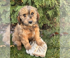 Mini Whoodle (Wheaten Terrier/Miniature Poodle) Puppy for sale in MIDDLEBURY, IN, USA