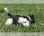 Small Photo #6 Yorkshire Terrier Puppy For Sale in HOLLYWOOD, FL, USA