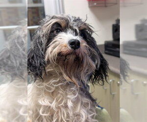 Lhasa Apso-Unknown Mix Dogs for adoption in Plano, TX, USA
