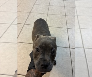 French Bulldog Puppy for sale in NEW ORLEANS, LA, USA