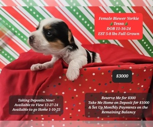 Yorkshire Terrier Puppy for sale in TUCSON, AZ, USA