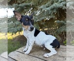 Romeo - Male Rat Terrier Puppy for Sale - Photo #2
