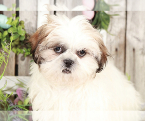 Shih Tzu Puppy for sale in MOUNT VERNON, OH, USA