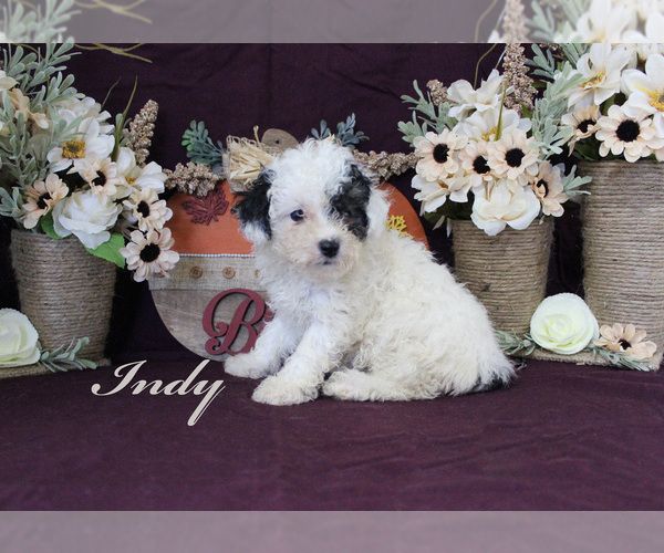 Medium Photo #2 Poodle (Toy) Puppy For Sale in CHANUTE, KS, USA