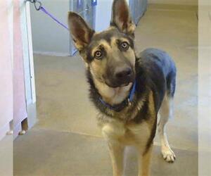 German Shepherd Dog Dogs for adoption in Sacramento, CA, USA