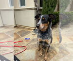 Small #3 Mutt