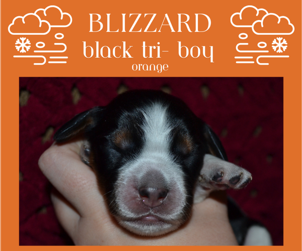 Medium Photo #7 English Springer Spaniel Puppy For Sale in LITCHFIELD, MN, USA