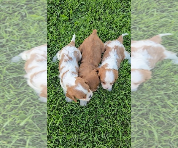 Medium Photo #2 Cavalier King Charles Spaniel Puppy For Sale in JASONVILLE, IN, USA