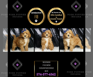 Goldendoodle (Miniature) Puppy for sale in WARSAW, IN, USA