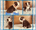 Puppy Boy red Boston Terrier