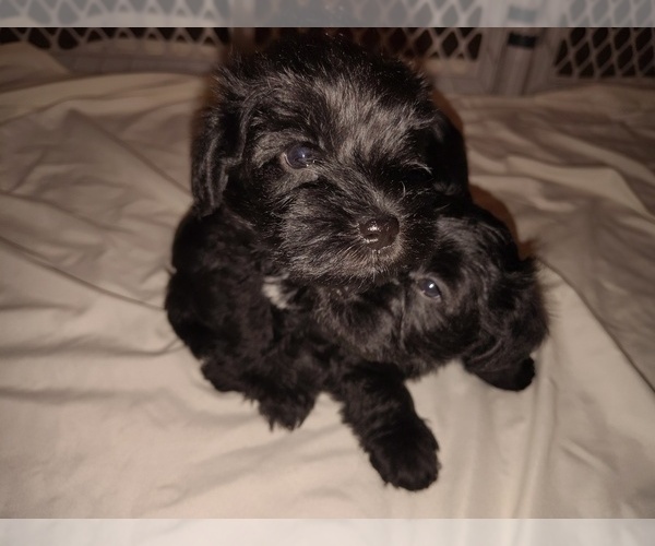 Medium Photo #10 Schnauzer (Miniature) Puppy For Sale in ENID, OK, USA