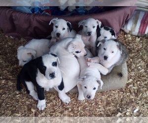 American Pit Bull Terrier-Labrador Retriever Mix Puppy for sale in MOORESBORO, NC, USA