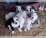 Small Photo #1 American Pit Bull Terrier-Labrador Retriever Mix Puppy For Sale in MOORESBORO, NC, USA