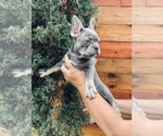 Small Photo #1 French Bulldog Puppy For Sale in BELLVIEW, TX, USA