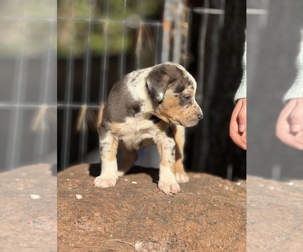 Medium Photo #8 Catahoula Leopard Dog Puppy For Sale in BUSHNELL, IL, USA