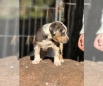 Small #7 Catahoula Leopard Dog