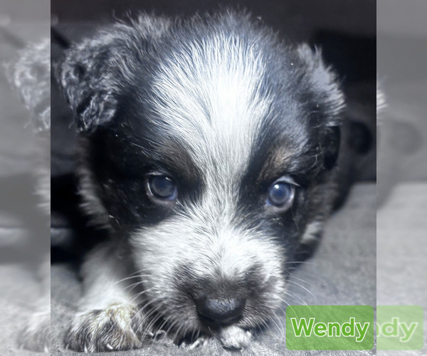 Medium Photo #3 Border-Aussie Puppy For Sale in ROY, UT, USA