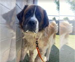 Small Saint Bernard