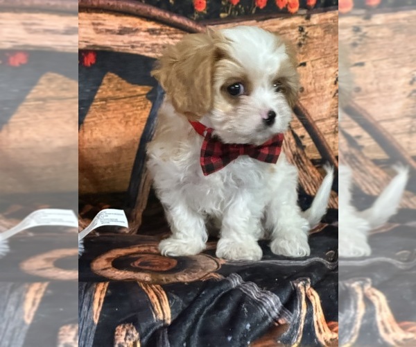 Medium Photo #2 Cavapoo Puppy For Sale in GREENVILLE, MO, USA