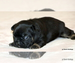 Small Photo #39 French Bulldog Puppy For Sale in WINNSBORO, TX, USA