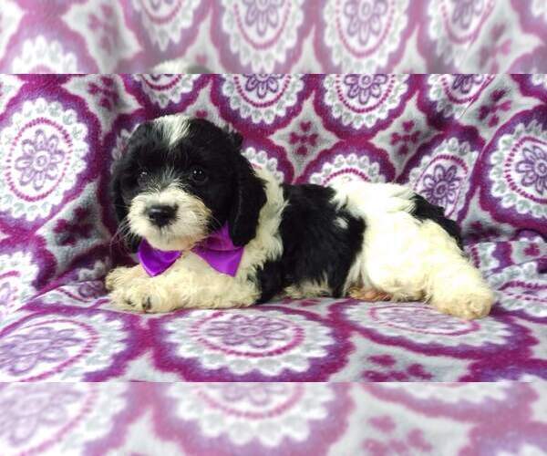 Medium Photo #4 Cavapoo Puppy For Sale in LANCASTER, PA, USA