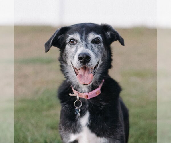 Medium Photo #1 Mutt Puppy For Sale in Cary, NC, USA