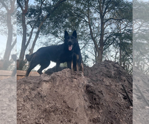 Father of the German Shepherd Dog puppies born on 05/05/2025
