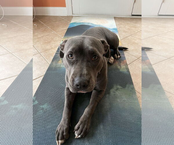 Medium Photo #2  Puppy For Sale in , 