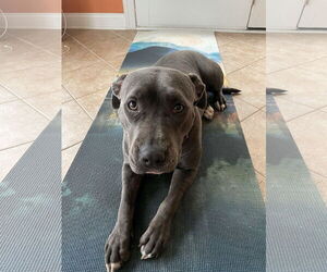 American Staffordshire Terrier-Unknown Mix Dogs for adoption in Cliffwood, NJ, USA