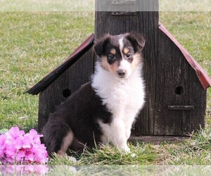 Collie Puppy for sale in FREDERICKSBURG, OH, USA