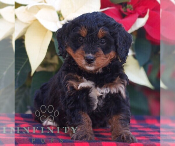 Medium Photo #1 Bernedoodle (Miniature) Puppy For Sale in LEOLA, PA, USA
