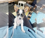 MooMoo - Female Chorkie Puppy for Sale - Photo #4