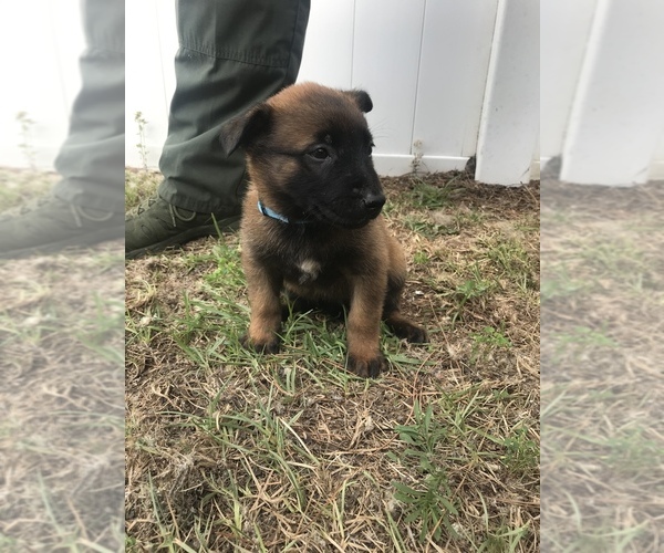 Medium Photo #7 Belgian Malinois Puppy For Sale in WAYCROSS, GA, USA