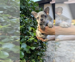 French Bulldog Puppy for sale in BROOKLYN, NY, USA