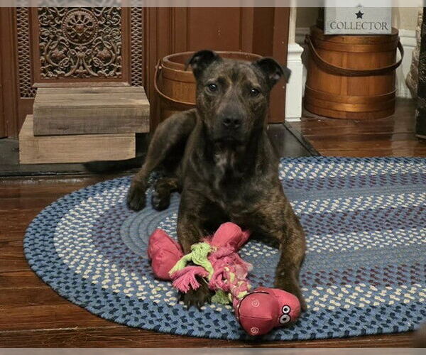 Medium Photo #2 Mutt Puppy For Sale in Louisville, KY, USA