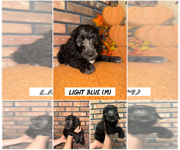 Medium Photo #1 Goldendoodle (Miniature) Puppy For Sale in FORT MYERS, FL, USA