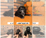 Puppy Light blue Goldendoodle (Miniature)