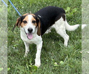 Bagle Hound Dogs for adoption in Batavia, OH, USA
