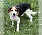 Small Bagle Hound
