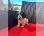 Puppy Jax Dachshund