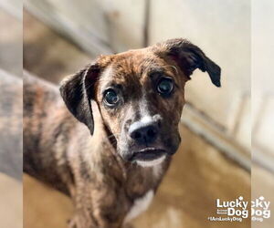 Medium Boxer-Plott Hound Mix