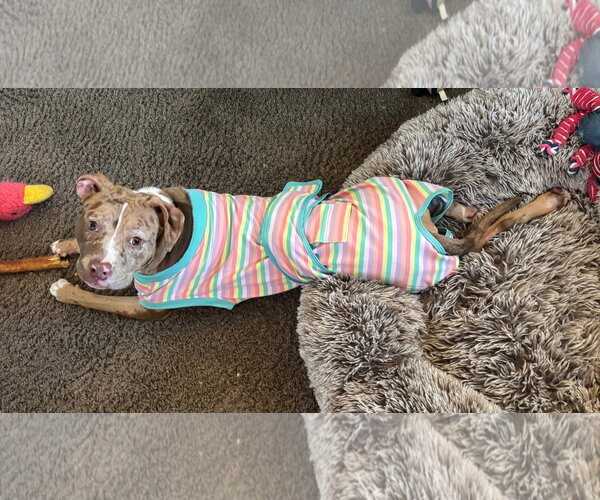 Medium Photo #4 Catahoula Leopard Dog-Unknown Mix Puppy For Sale in Clarkston, MI, USA