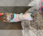 Small #3 Catahoula Leopard Dog Mix