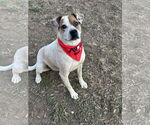 Small Boxer Mix