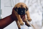 Small Photo #5 Presa Canario Puppy For Sale in FLINT, MI, USA