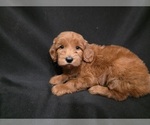 Small #1 Goldendoodle