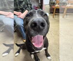 Small #3 Labrador Retriever Mix