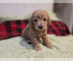Small #12 Goldendoodle