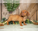 Small #2 Dachshund