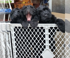 Black Russian Terrier Puppy for sale in MIMS, FL, USA